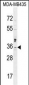 MTX2 Antibody  (C-term)